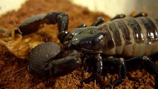 Feeding Emperor Scorpion [upl. by Atnuahc688]