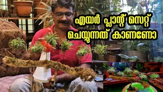 Air plant care and installation എയർ plant എങ്ങനെ സെറ്റ് ആക്കാം home garden indoor plants [upl. by Alieka351]