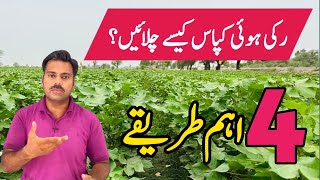 How to increase growth of cotton plants  Abid Ali Agrarian [upl. by Atikehs]