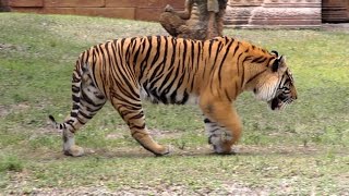 Bengal Tiger Roar and Grooming in HD  Captivating Beauty [upl. by Bohon269]