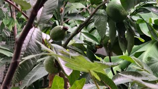 Overwintering tropical fruits in zone 6B [upl. by Latsyrd]