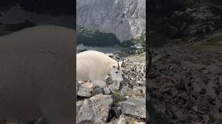 Mountain Goats at Quandary Peak Trail [upl. by Pirozzo]