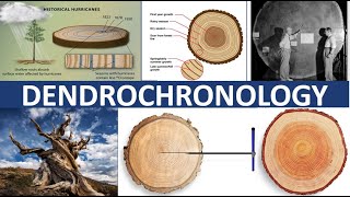 DENDROCHRONOLOGY  TREERING DATING [upl. by Wills]