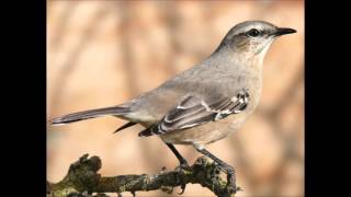 El canto de la calandria [upl. by Stroud]