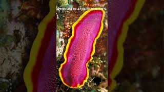 PHYLUM PLATYHELMINTHES shorts biology [upl. by Lamson250]