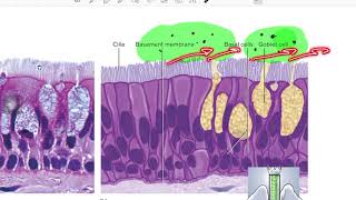 epithelial tissue [upl. by Gurl]