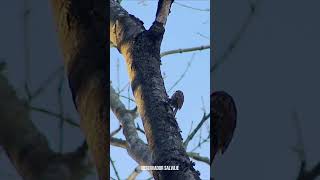 treecreeper agateador rampichino baumläufer grimpereau pelzacz trepadeira esguilo shorts [upl. by Liponis]