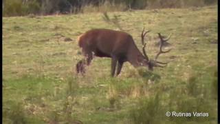 Ciervos en la montaña Cervus elaphus [upl. by Nettirb]