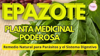 DOCUMENTAL EPAZOTE Planta Medicinal Usos Usos y Beneficios para la SALUD [upl. by Llehcram]