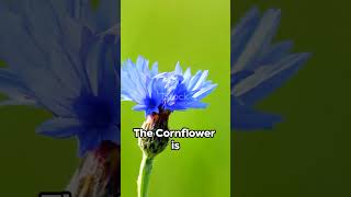 Cornflower Magical Flower Nov 18 to Nov 25 2024 cornflower flower flowers flowermeaning [upl. by Lahcim]