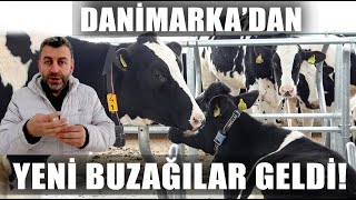 Danimarkadan Yeni Düveler Çiftliğe İndi İlk Yemleme  Verimli Çiftlikler [upl. by Feilak]