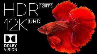 12k HDR 60fps Dolby Vision  Best of 2022 [upl. by Conias]