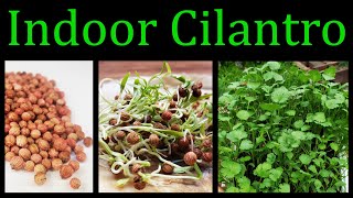 How To Grow Cilantro Coriander Indoors  The Definitive Guide [upl. by Booma]