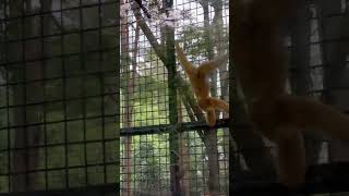 Amazing Gibbon in Action  Fascinating Wildlife Moment Shorts [upl. by Ahsaten]