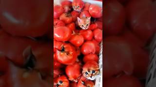 CHOTU KA CAT TOMATO shorts FACTFIREKING [upl. by Eeralav]