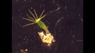 Hydra feeding on Artemia nauplii [upl. by Fredi]