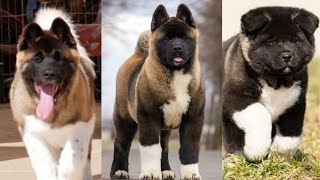 Funny and Cute American akita puppies compilation in 2022 [upl. by Reggy]