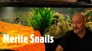 A Few Thoughts About Nerite Snails [upl. by Loyce]