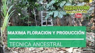 PARA MEJORAR LA FLORACIÓN Y MAXIMA PRODUCCIÓN [upl. by Erdrich611]