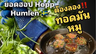 ยอดฮอป Humlen 🇸🇪 ผักป่าสวีเดน พาทำทอดมันหมู เมนูอร่อยๆ ที่ต้องลอง‼️ [upl. by Yenal]