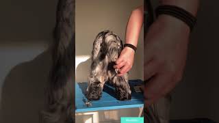 Full cocker spaniel Grooming [upl. by Erskine]