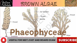 BIO14 Phaeophyceae Algae [upl. by Glaab518]