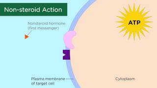 Mechanisms of Hormone Action [upl. by Zug]