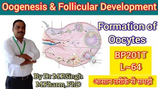 Oogenesis amp Follicular Development  Female Reproductive System  HAPII  BP201T  L64 [upl. by Eleik279]