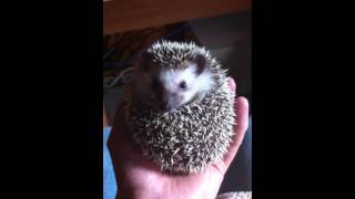 Pet hedgehog rolled in a ball [upl. by Waechter123]