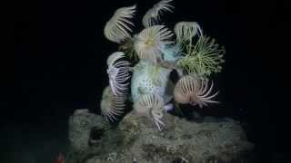 Deep Sea Crinoids at 1200 feet [upl. by Edmonda]