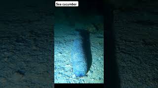 Sea cucumber nightspearfishingphilippines [upl. by Rennat]