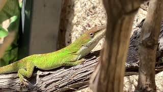 Green Anole  Anolis Carolinensis  Newport Beach California  on grape vines  sunny March morning [upl. by Magnolia692]