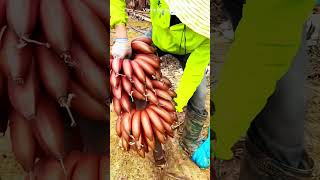 Juicy Bananas Grown in China Fresh and Full of Flavor shorts bananas farmer [upl. by Akeemat]