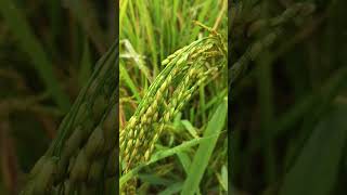 Waving rice field almost ready for harvestAo Naga village [upl. by Kisung]