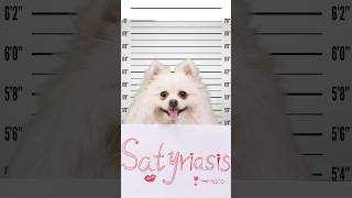 What crime did Nico commitnico smartnico cute funny  pets [upl. by Llerrac]