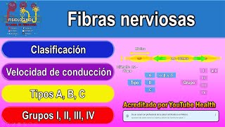 Fibras nerviosas  Fibras nerviosas mielínicas y amielínicas  Fibras nerviosas clasificación [upl. by Wolram646]