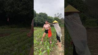 My mother shows how to take care of corn plants village funny [upl. by Aseneg465]