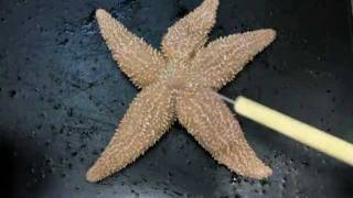 Sea Star Anatomy Part 1 [upl. by Sherr]