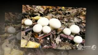 Lycoperdon gemmatum  fungi kingdom [upl. by Denby495]