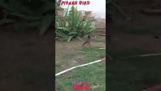 crested myna bird talking  Myna Bird  Myna bird trap easy  How to Trap Mynah Bird shorts [upl. by Cariotta]