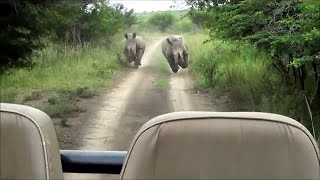 Rhino Chase [upl. by Budd]