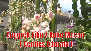 Anggrek Lilin  Anggrek Kuku Macan  Aerides Odorata [upl. by Bandeen]