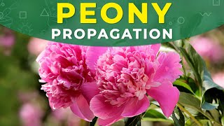 PEONY PROPAGATION  CARE FOR THE PLANT REJUVENATION [upl. by Sy]