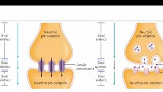 Diferença entre as Sinapses Químicas e Elétricas [upl. by Nitsur284]