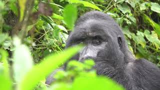 Bwindi National Park [upl. by Theresita]