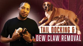 How do we dock tails and remove dew claws Dream Boxer Litter 3 [upl. by Lohrman]