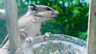 Squirrel 🐿️  Feeding Animal  Animal world [upl. by Peednam596]