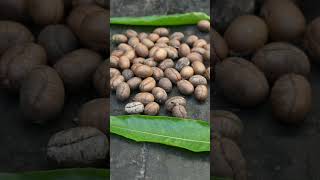 Polyalthia longifolia seeds  Ashokatreeseed Ayurveda viralshort [upl. by Cinda]