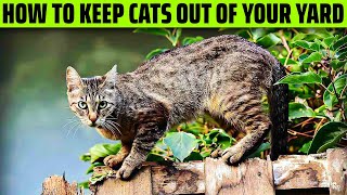 How To Keep Cats Out Of Your Yard [upl. by Gerg771]