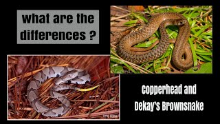 Examining the Differences  Copperhead and Dekay’s Brownsnake [upl. by Allimak370]